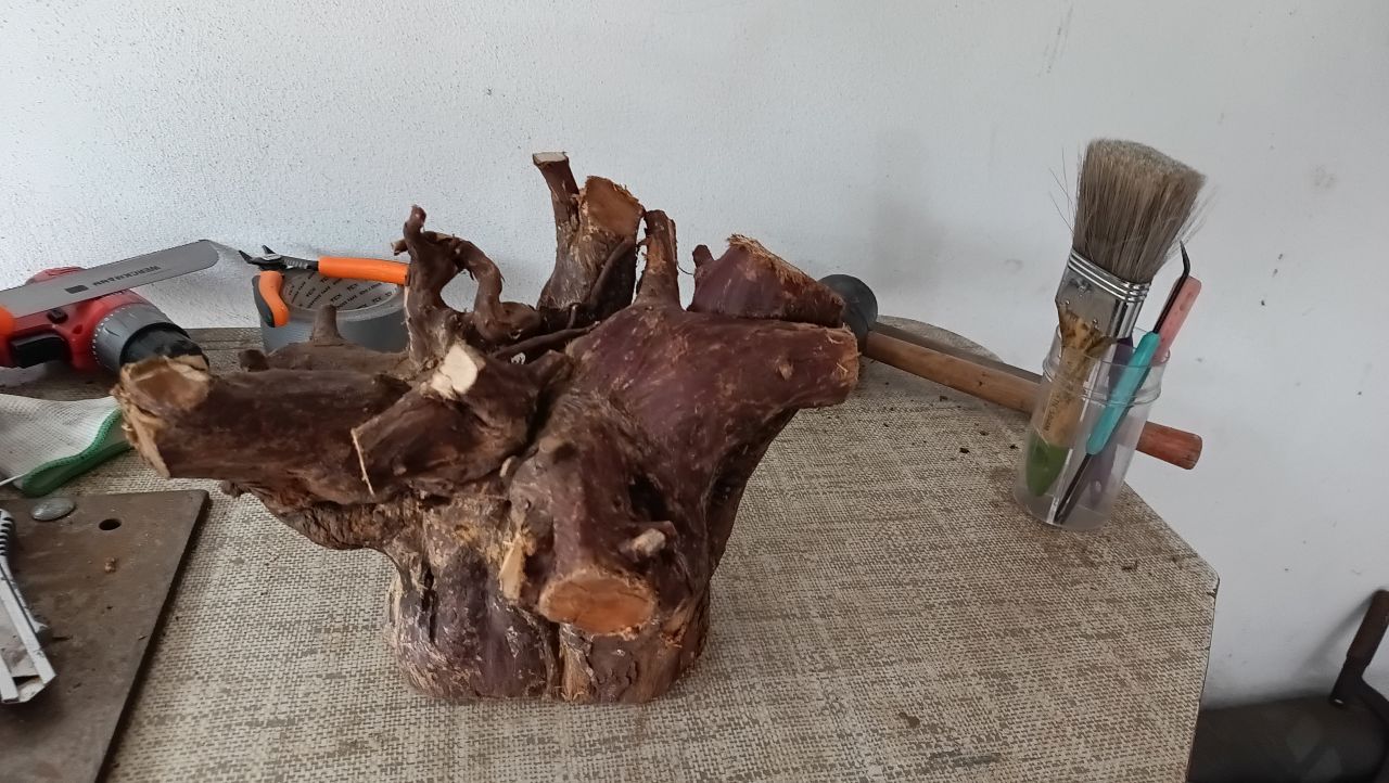 Surowy korzeń jałowca przed obróbką